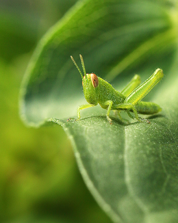 Knee High To A Grasshopper In Sentence