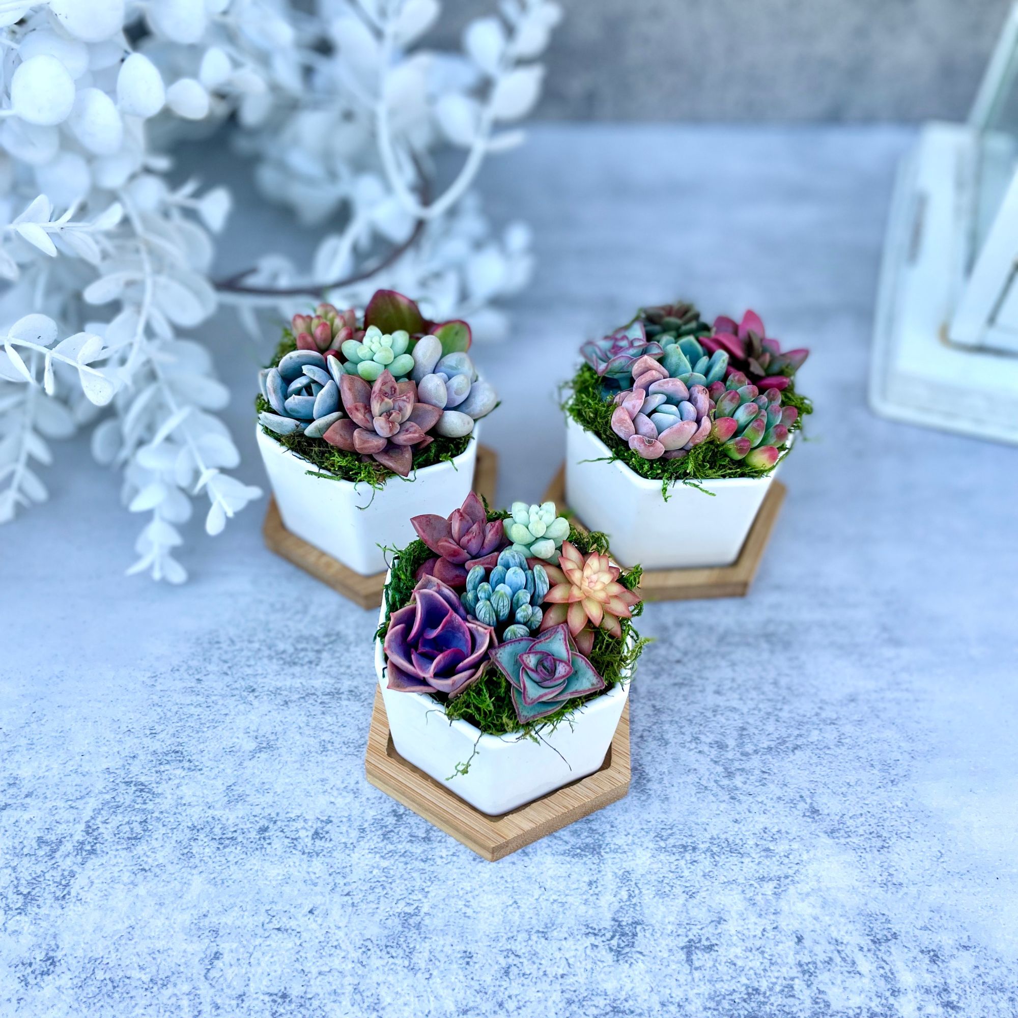 Succulent gift box - 3 ceramic pot