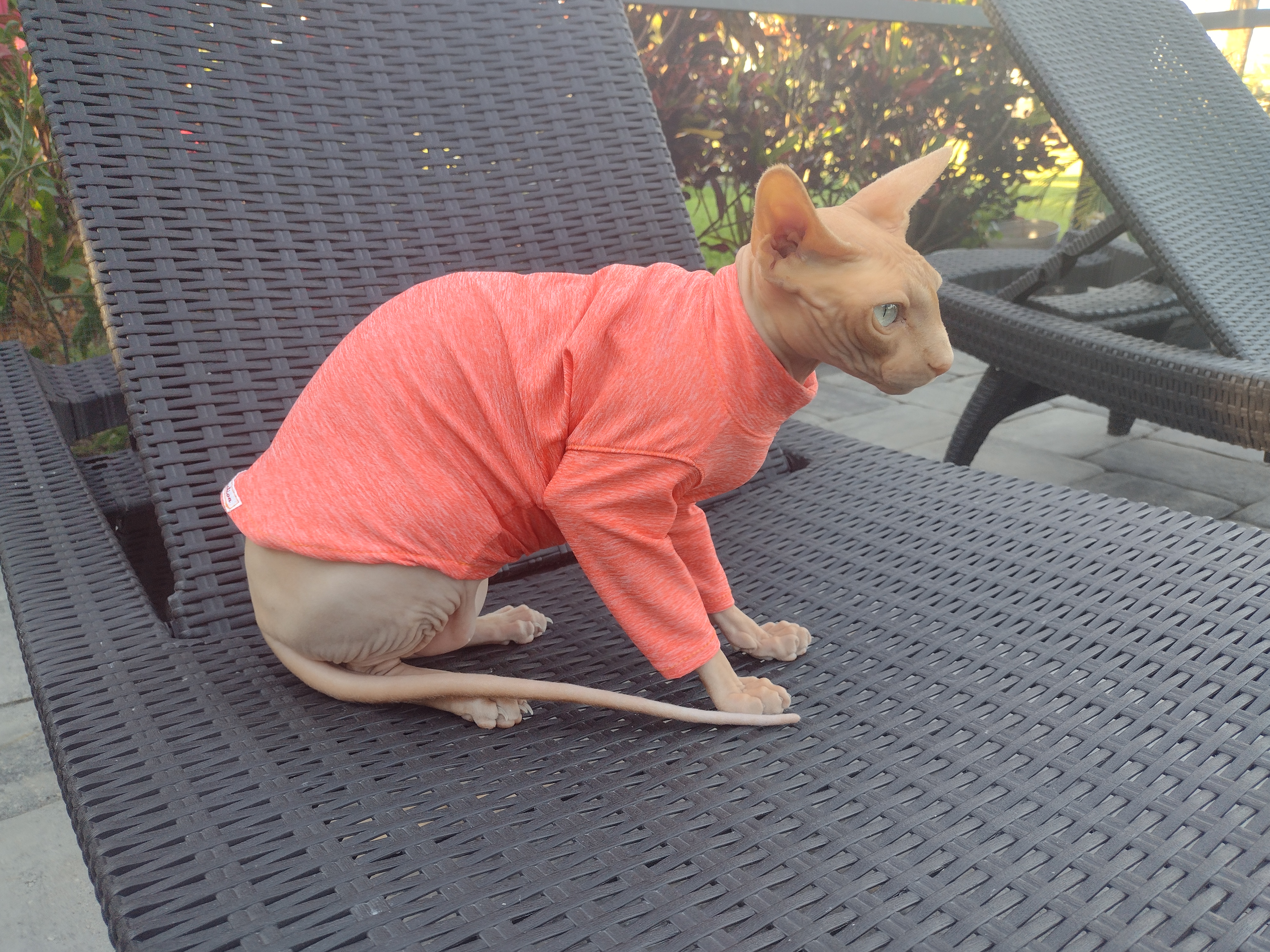 Sphynx cat clothes, sphynx clothing, cat clothes,hairless cat clothes,  sphynx c