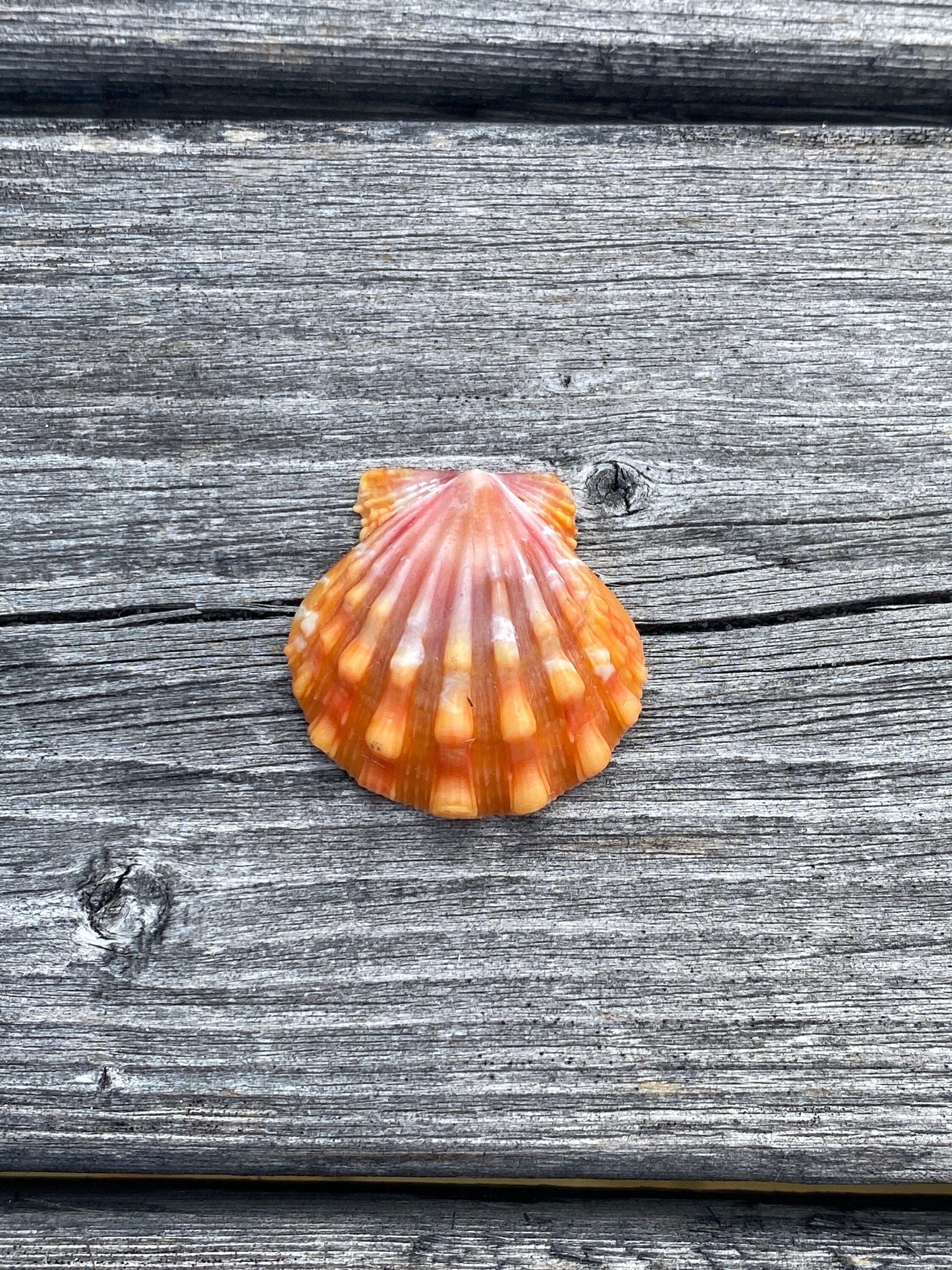 Pink/Yellow/Orange Hawaiian Sunrise Scallop Seashell