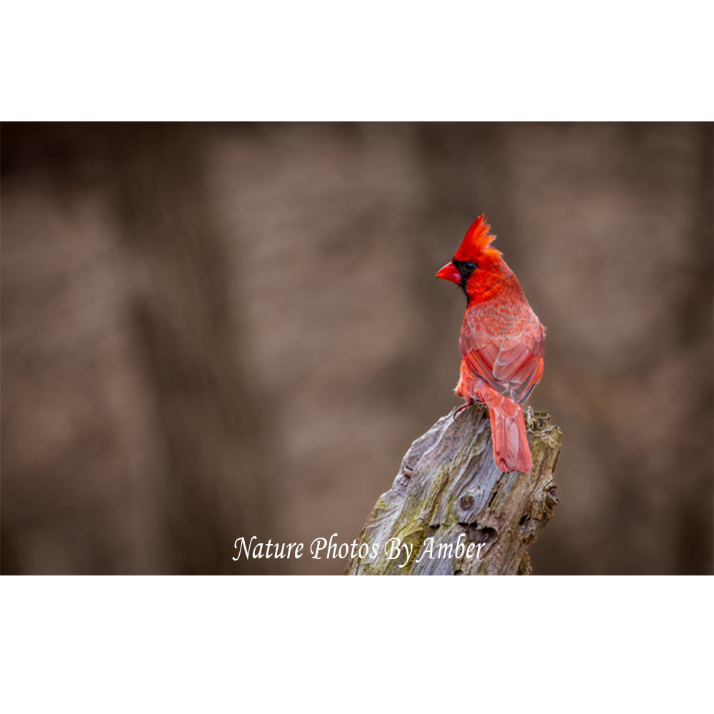 Art & Collectibles :: Photography :: Nature Photography Fine Art Print ...