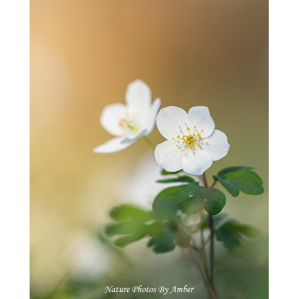 Art & Collectibles :: Photography :: White Flower Fine Art Photo Print ...